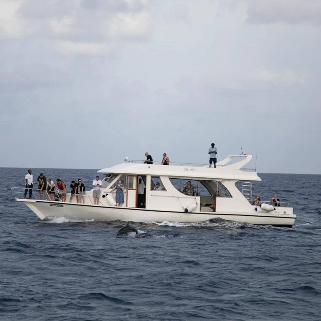 Dolphin Cruise