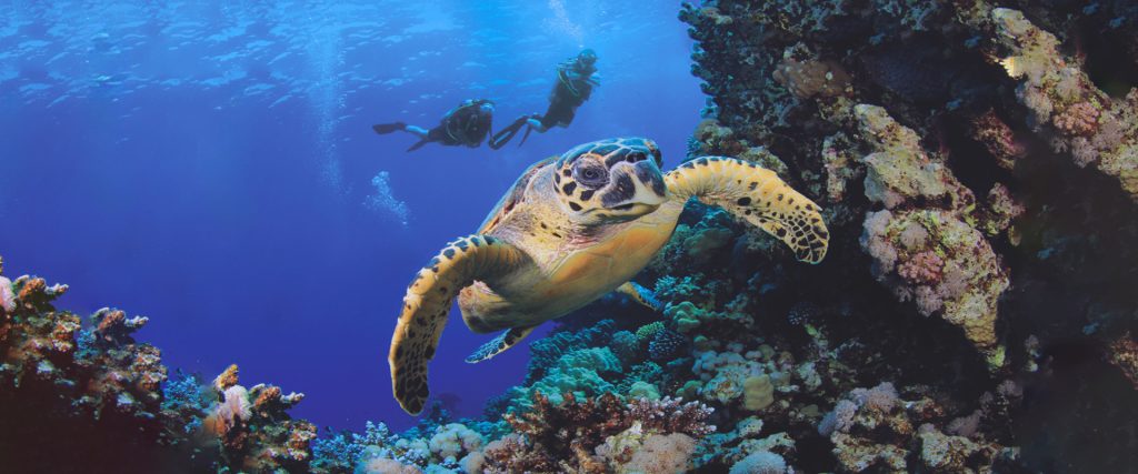 Scuba Diving